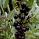  How to grow cherry varieties Bessey?