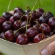  How to protect the sweet cherry from the birds?