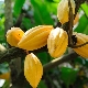  Cocoa tree: characteristic and process of growing