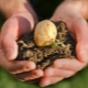  What fertilizers need to be made when planting potatoes?