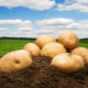  Potato Kemerovo: characteristic and cultivation