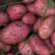 Rocco Potatoes: variety description and cultivation