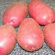  Ryabinushka potatoes: variety description and cultivation