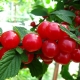  Chinese cherry: characteristic varieties and characteristics of care