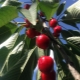  Colonic cherry: varieties and agricultural technology