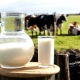 Cow's milk: the benefits and harm to human health, recommendations for drinking