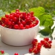  Red currant: the best varieties and recipes