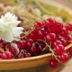  Red currant Sugar: characteristics and agricultural technology