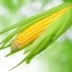  Corn: is it a fruit, vegetable, or cereal, and to which family does it belong?