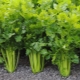  Leaf celery: the finer points of growing and care