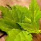  Currant leaves: properties, preparation and application