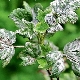  Powdery mildew control measures on currants