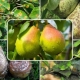 Methods to combat diseases and pests pear