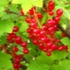  Methods of combating diseases and pests of red currant