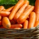  Carrots: properties and characteristics of use