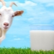  How rich is goat milk?