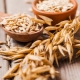  Raw oats: medicinal properties and contraindications, methods of preparation