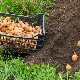  Do I need to water the potatoes after planting?