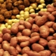  Potato processing before planting from pests