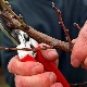  Apricot pruning: types according to purpose, requirements and technology