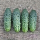  Cucumber Cellar: characteristics of the variety and peculiarities of cultivation