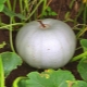  Description and cultivation of a grade of a pumpkin the Tiny