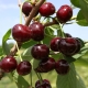  Description and growing varieties of cherries Zhukovskaya