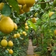  Description of different varieties of lemon and the rules of their breeding