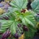  Major currant pests and control