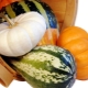  Features of grafting watermelon on a pumpkin