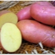 Features potato varieties 