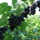 Features of growing currants