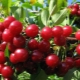  Features of the cultivation of cherries