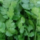  Differences cilantro and parsley