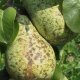  Scab on a pear: why it appears and how to get rid of?