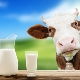  Pasteurized milk: what it is and how to store it, the benefits and harm of the product