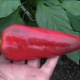  Pepper Atlant: description of the type and characteristics of cultivation