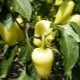  Pepper Belozerka: characteristics of the type and characteristics of agricultural engineering