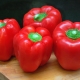  Pepper Bogatyr: characteristics and characteristics of growing