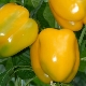  Pepper Miracle of Gold: species characteristics and agricultural technology