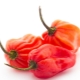  Pepper Habanero: features, types and cultivation