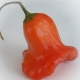  Bell Pepper: Characteristics and Cultivation