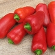  Winnie the Pooh Pepper: features of the variety and cultivation