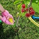  Food for cherries: what does a young and adult plant need?