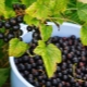  Why not black currant fruit?