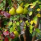  Why do pears turn red leaves in summer?