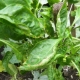  Why do peppers curl leaves and what to do about it?