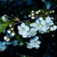  Why does cherry blossom but not fruit and what to do about it?