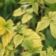  Why does the currant turn yellow and what to do?