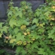  Why do leaves currant turn yellow and how to deal with it?